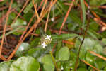 Woodland false buttonweed